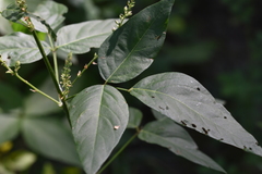 Desmodium cuspidatum longifolium