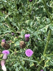 Cirsium arvense