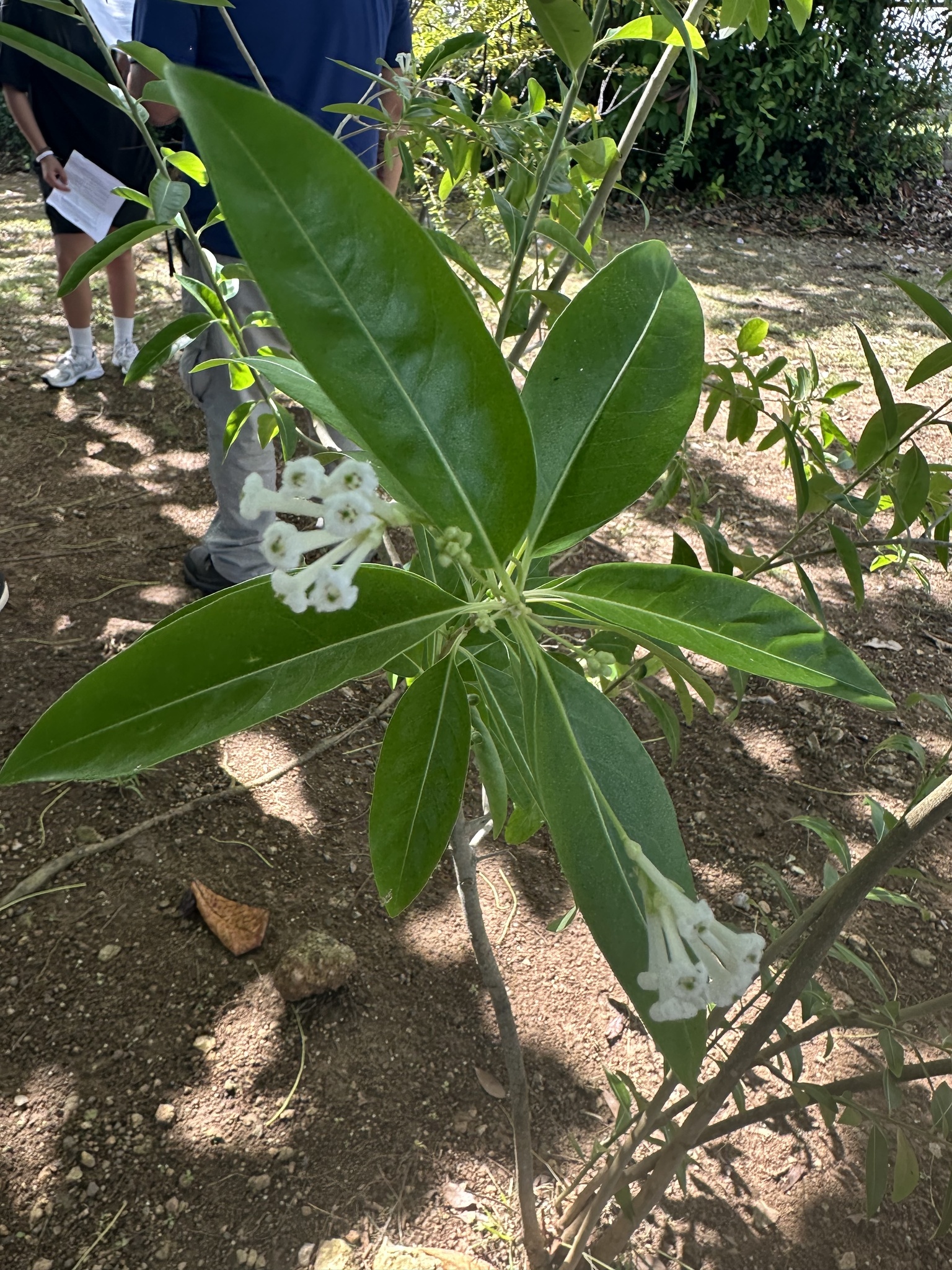 Imagem de Jasmim-verde