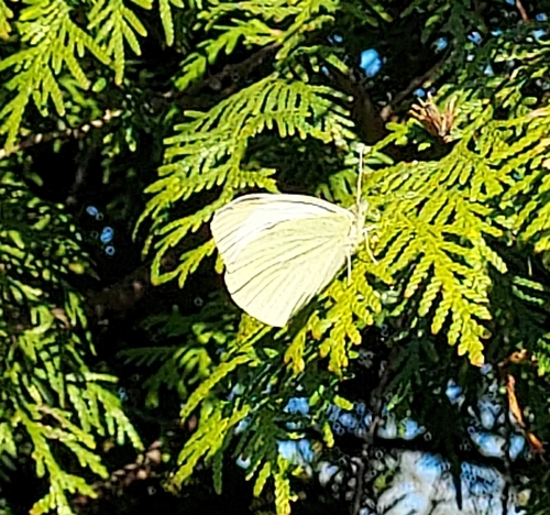 Large White, 6708 PA Wageningen, Netherlands, photo 9 of 10