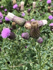 Cirsium arvense