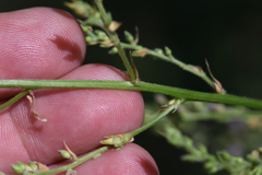 Desmodium cuspidatum longifolium
