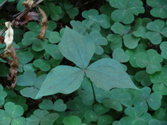 Trillium ovatum ovatum