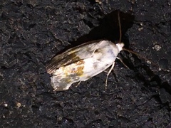 Ponometia candefacta