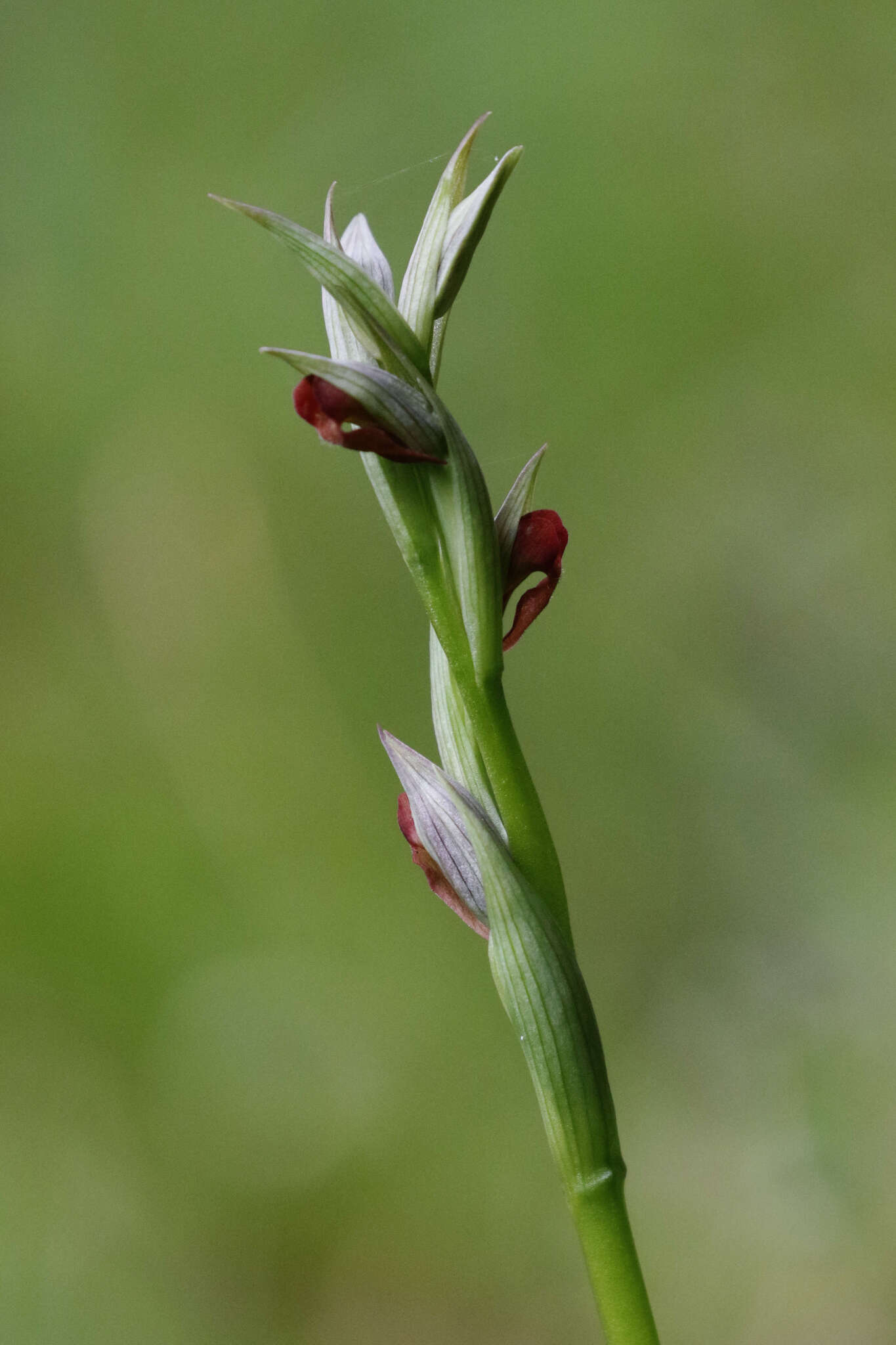 Serapias de flor pequeña