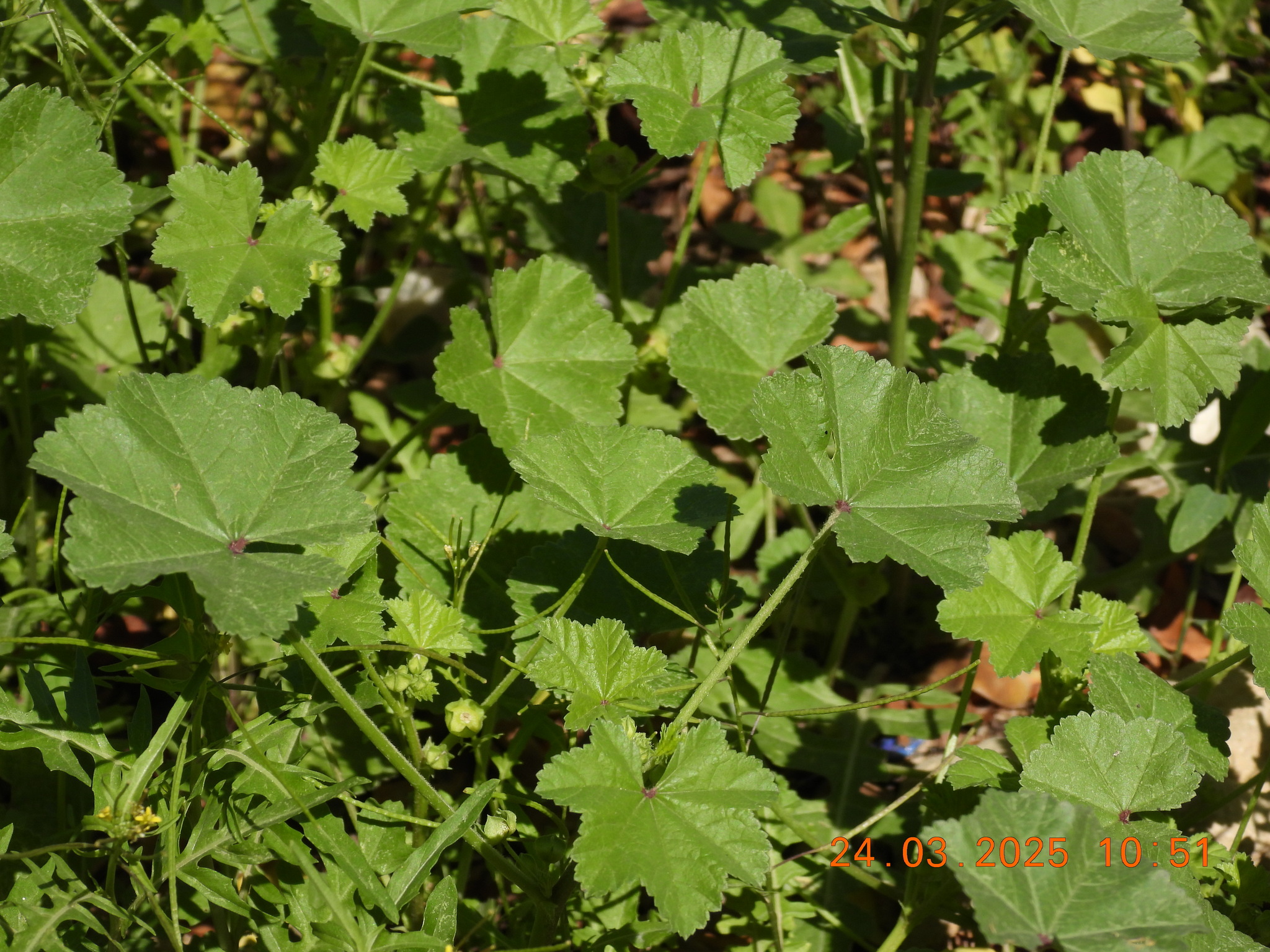 Imagem de Malva-branca