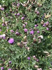 Cirsium arvense