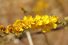 Holocarpha virgata virgata