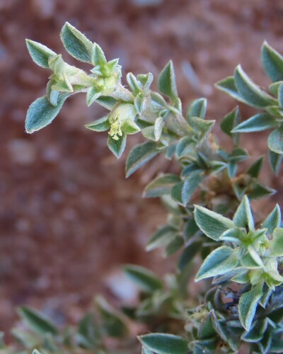 Aizoon schellenbergii (Aizoon schellenbergii)