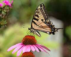 Papilio canadensis × glaucus