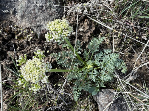 Canby's biscuitroot (Lomatium canbyi)