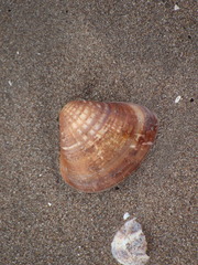 Tivela