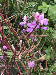 Chamaenerion angustifolium