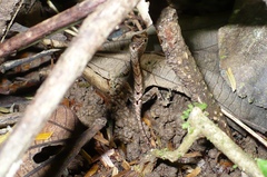 Anolis humilis