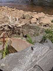 Sceloporus graciosus