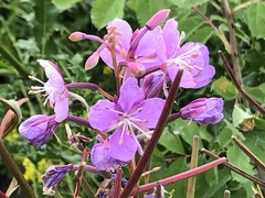 Chamaenerion angustifolium