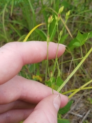 Hypericum gymnanthum
