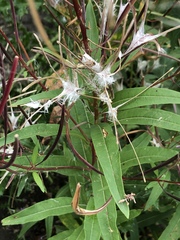 Chamaenerion angustifolium