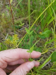 Hypericum gymnanthum
