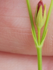Hypericum gymnanthum