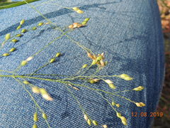 Panicum miliaceum ruderale