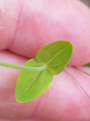 Hypericum gymnanthum