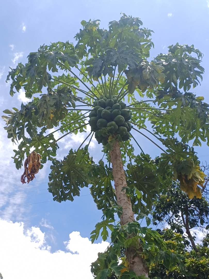 Carica papaya