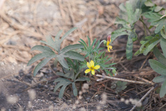 Viola lobata