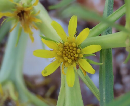Image of Geigeria ornativa by no rights reserved