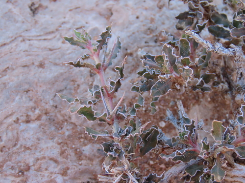 Image of Barleria rigida by no rights reserved