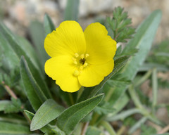 Camissoniopsis pallida