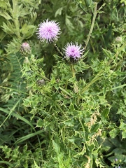 Cirsium arvense