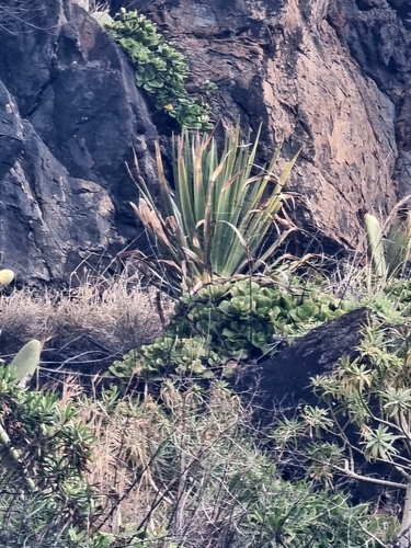 Image of Dracaena draco by (c) Vítor Jorge, some rights reserved (CC BY)