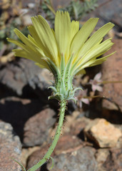 Calycoseris parryi