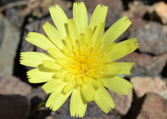 Calycoseris parryi