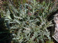 Carlina lanata