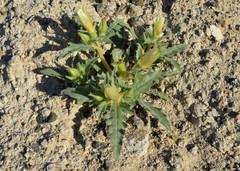 Mentzelia tridentata