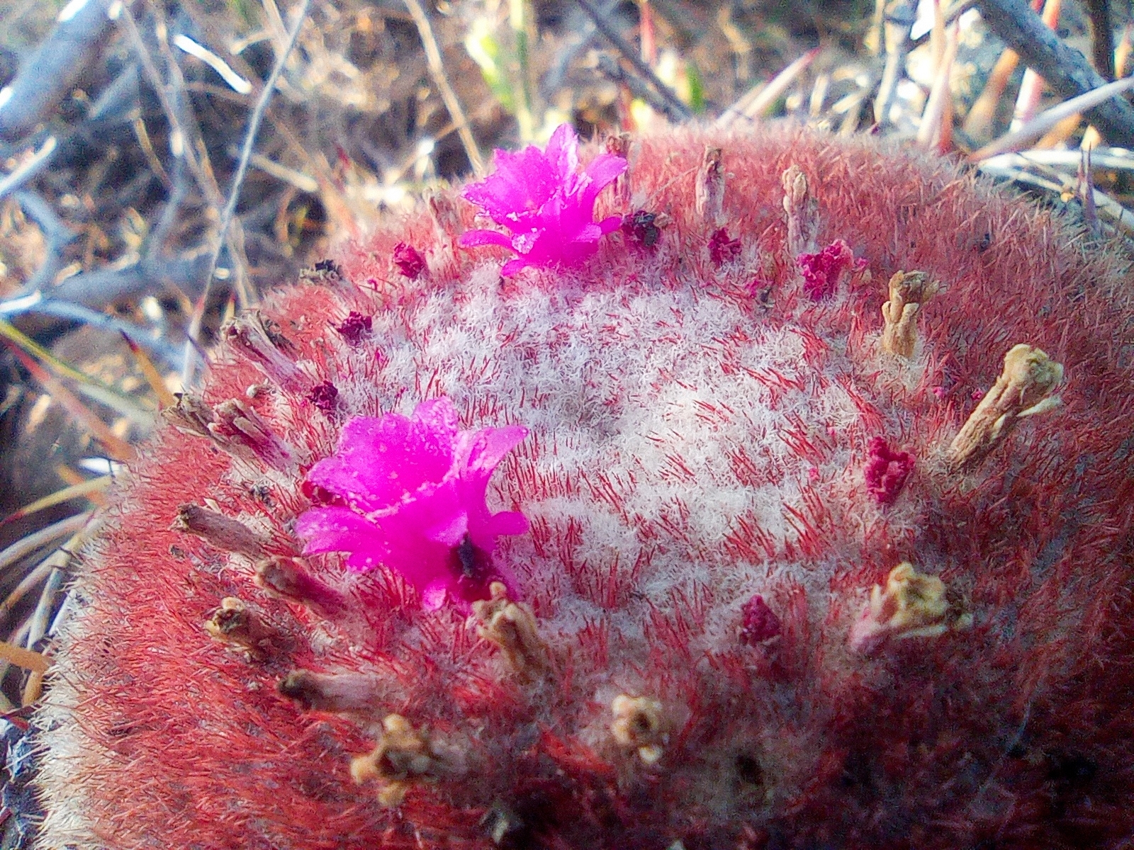 Melocactus zehntneri