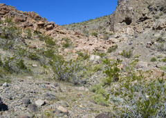 Mentzelia tridentata