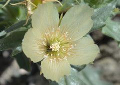 Mentzelia tridentata