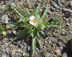 Mentzelia tridentata