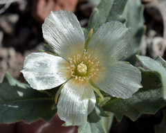 Mentzelia tridentata