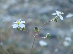 Ivesia santolinoides