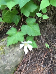 Rubus trilobus