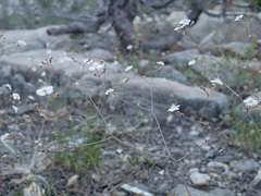 Ivesia santolinoides