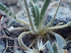 Ivesia santolinoides