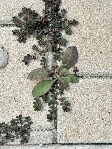 Sonchus wightianus iNat (2)
