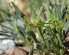 Chorizanthe brevicornu