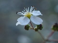 Ivesia santolinoides