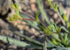 Chorizanthe brevicornu